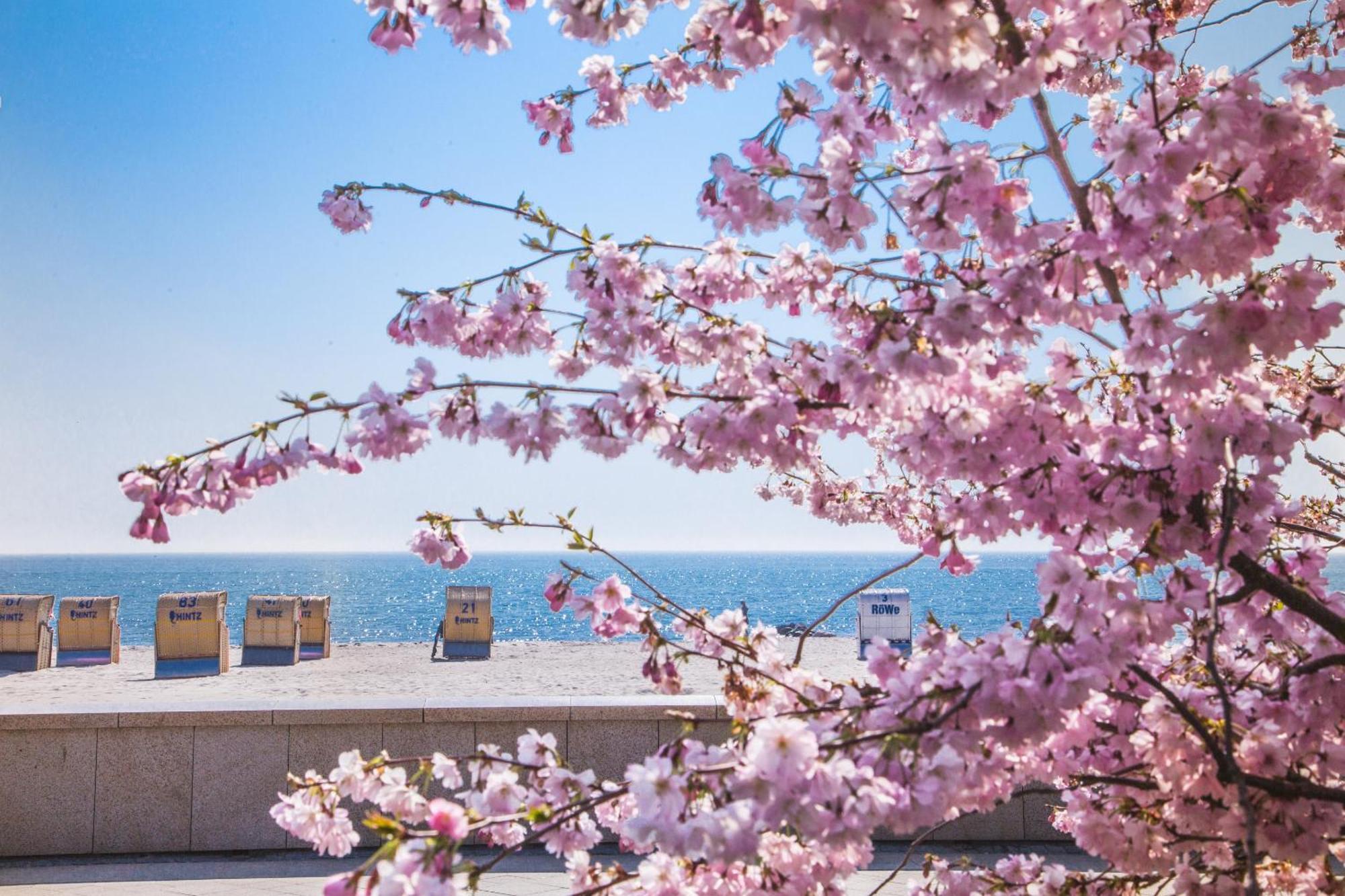 Pink Und Meer - Meerblick, Sauna, Kamin & Whirlpool Baabe Eksteriør bilde
